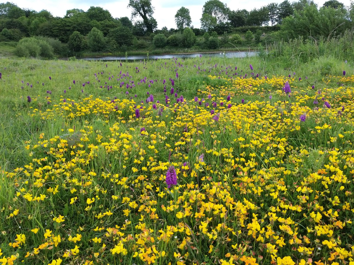 Twenty years of sympathetic management and #naturalregeneration of an old quarry silt bed can turn into a rich mosaic of wildflowers, buzzing with insects <a href="/quarry_nature/">Quarries & Nature</a> <a href="/TarmacLtd/">Tarmac</a> <a href="/BSBIbotany/">BSBI: Botanical Society of Britain & Ireland</a> <a href="/Buzz_dont_tweet/">Buglife</a> <a href="/JFDIecologist/">David Morris</a>