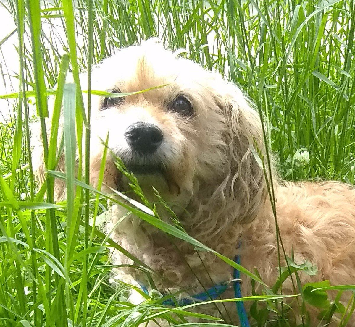 sarahdaleauthor's tweet photo. Any love you can send will be lavished on his sweet head. #dogsoftwitter #bennythebold #wheresmyhat #packislife @dog_feelings https://t.co/XTTQaGRrBP
