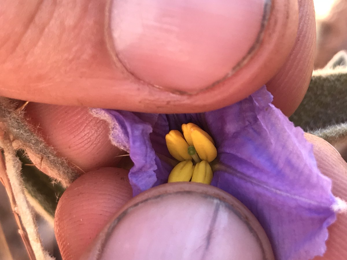 MartineBotany's tweet photo. Our #NewSpecies species out today: "When considering the scope of life on Earth," the authors conclude, "The notion of a constant sexual binary consisting of two distinct and disconnected forms is, fundamentally, a fallacy." #iamabotanist @PhytoKeys  https://t.co/jIbziLftG9 https://t.co/IZOMdPX879