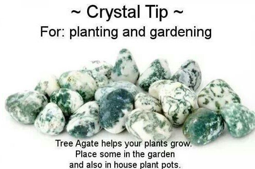 DaybreaksDawn's tweet image. I adore meditating with a tree agate stone! It has such a cool, soothing energy. One of my favorite of all agates!

#agate #treeagate #meditation #reiki #crystals #crystal #healing #crystalhealing #healingcrystals #gardening #metaphysical #stones #gemstones #newage #wicca #pagan