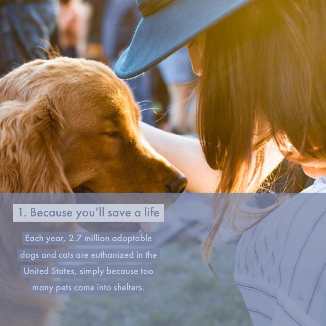 Follow_MyPets's tweet photo. Three simple reasons! Visit your local shelter today!
#petoftheday #petsconnect #dogscorner #dogsforlife #puffwithus #cutedogs #doggoals #puppylove #adorablepuppy #ilovemypuppy #app #appstore #download #love #follow #rochesterny #comment #reptiles #feedback #info https://t.co/fxFUHw8rEW