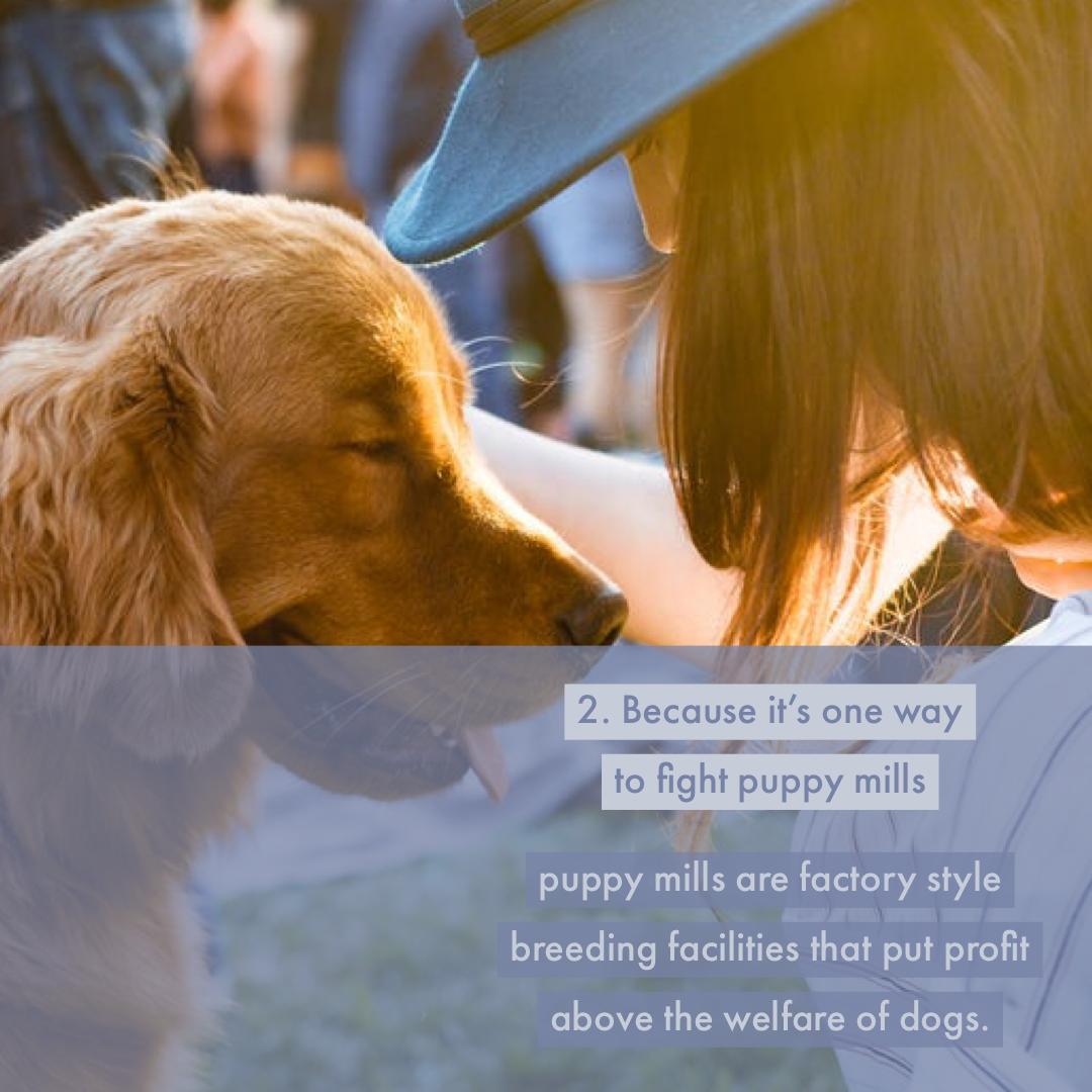 Follow_MyPets's tweet photo. Three simple reasons! Visit your local shelter today!
#petoftheday #petsconnect #dogscorner #dogsforlife #puffwithus #cutedogs #doggoals #puppylove #adorablepuppy #ilovemypuppy #app #appstore #download #love #follow #rochesterny #comment #reptiles #feedback #info https://t.co/fxFUHw8rEW