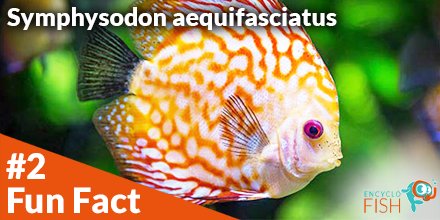 EncycloFish's tweet photo. 🤠 Fun Fact N°2 🤠 
Discus (Symphysodon aequifasciatus)
Its stripes are a camouflage in its natural environment: it thus merges with the decoration rich in wood root. Here the complete card:
https://t.co/HXSVStVRYt

See you soon ! 👋🐟

#encyclofish #fishkeeping #discus #aquarium https://t.co/EyUrdTMku0