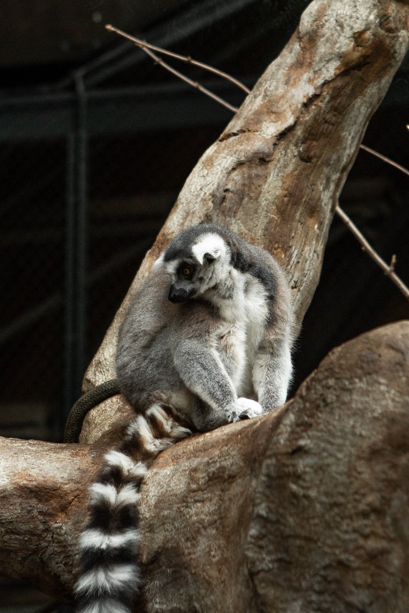 TheTorontoZoo's tweet photo. Idk… looks like Lily's feeling cute and wanting to book a summer vacay… ☀ https://t.co/85uftvoGp6