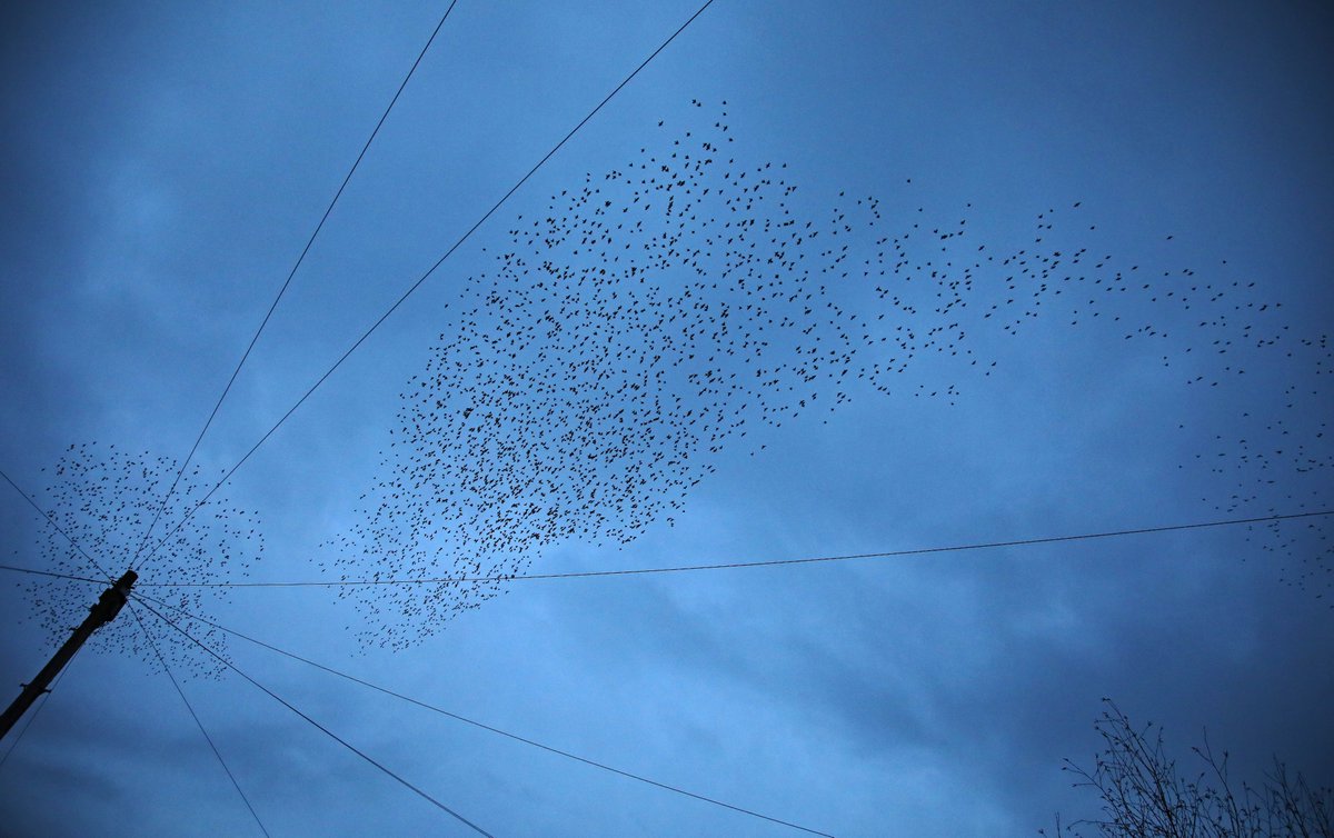 mintymoo1's tweet photo. @MurmurationsJ #SystemicSummer 
Intersectionality and murmurations https://t.co/gscWn0WC8q