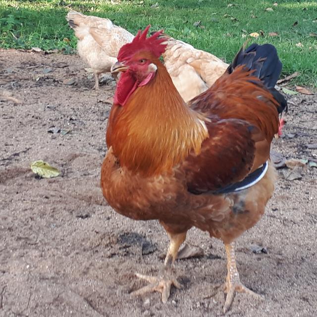 Usomi Agriculture tweet media
