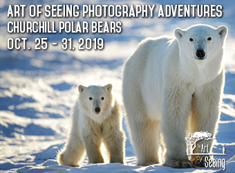 OutdoorPhotoMag's tweet photo. Eye-level polar bear photography by day, the northern lights at night. Even an aerial helicopter photography session is part of this unique, small group, all-inclusive Arctic #Photography Adventure in the Polar Bear Capital of the World from @artofseeingpics! https://t.co/Sx3t0cKHkS