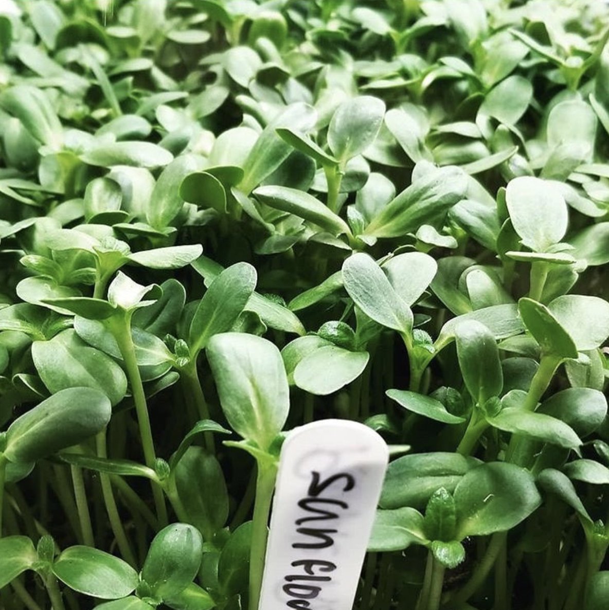 Fresh sunflower micros to match this beautiful sunshine we’re having 😍 #yaletown #vancouver #yvr