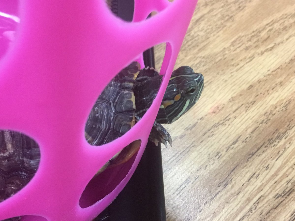 MrsJBurgin's tweet photo. I took the fish home yesterday, and today #AlphaAndBeta are going home with a former learner! @PetsinClassroom thank you for the supplies we need to care for our pets over the summer. @APSscience https://t.co/Kp56KTlNwA