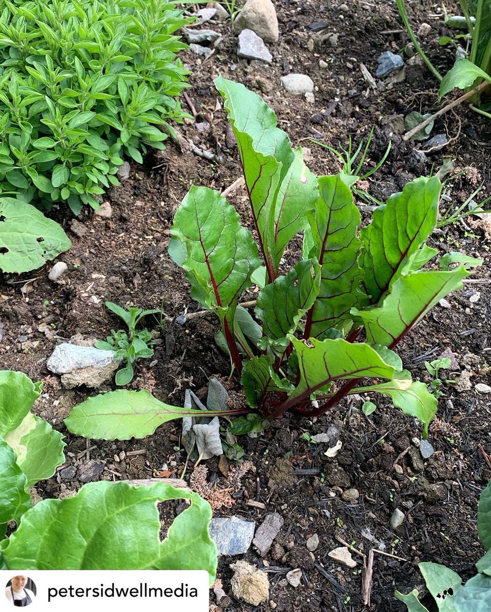 @petersidwellmedia The kitchen garden is looking great @keswickcookeryschool #food #foodporn #yum #instafood #HashTagPost #yummy #amazing #instagood #photooftheday #sweet #dinner #lunch #breakfast #fresh #tasty #food #delish #delicious #eating #foodpic #foodpics #eat