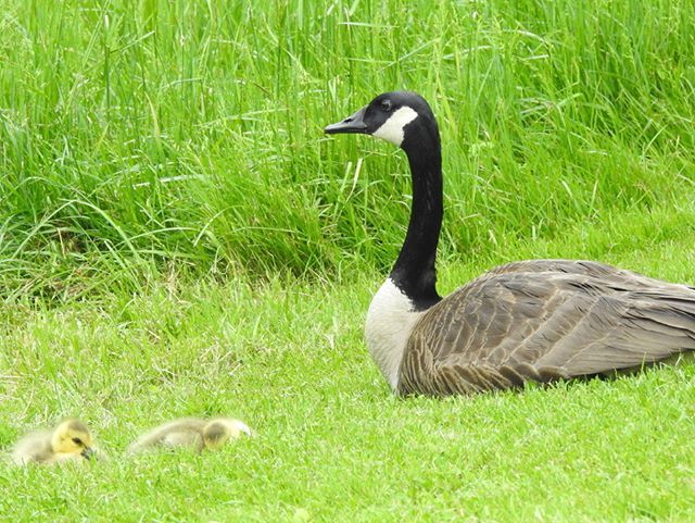 Seriiiously's tweet photo. A dutiful parent watching over their sleeping babies...Β ππΏΒ #seripixelbiologist #pixelbiologist #seriiiously #leafyforest #northcarolina #mountainsofmay #blueridgemountains #canadiangeese https://t.co/dQFhjLMqIC https://t.co/itaZU3y6Eu