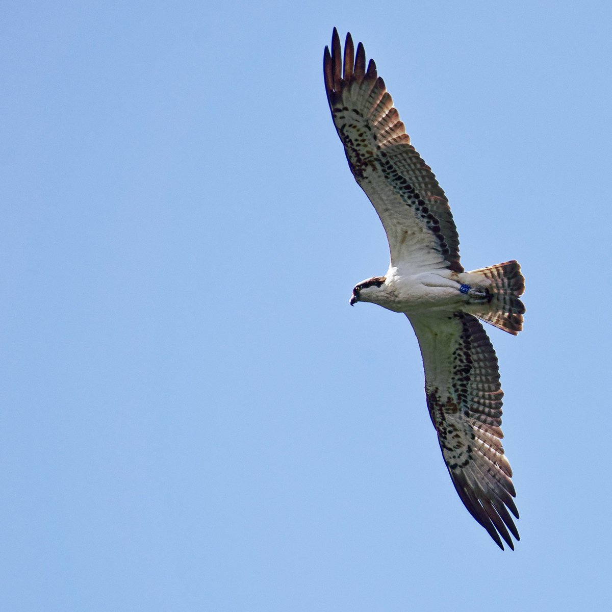 JWangMusic's tweet photo. My recent trip to the Loch of Kinnordy. 
#osprey #swan #lochofkinnordy #wildlifephotography #birdphotography https://t.co/vQ4PPFrDLC