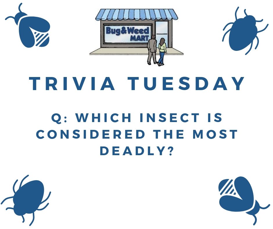 BugWeedMarts's tweet photo. Trivia Tuesday! Common, take a guess...
#TriviaTuesday #Trivia #BugTrivia #TakeAGuess #InsectTrivia https://t.co/ggZu9VQHY4