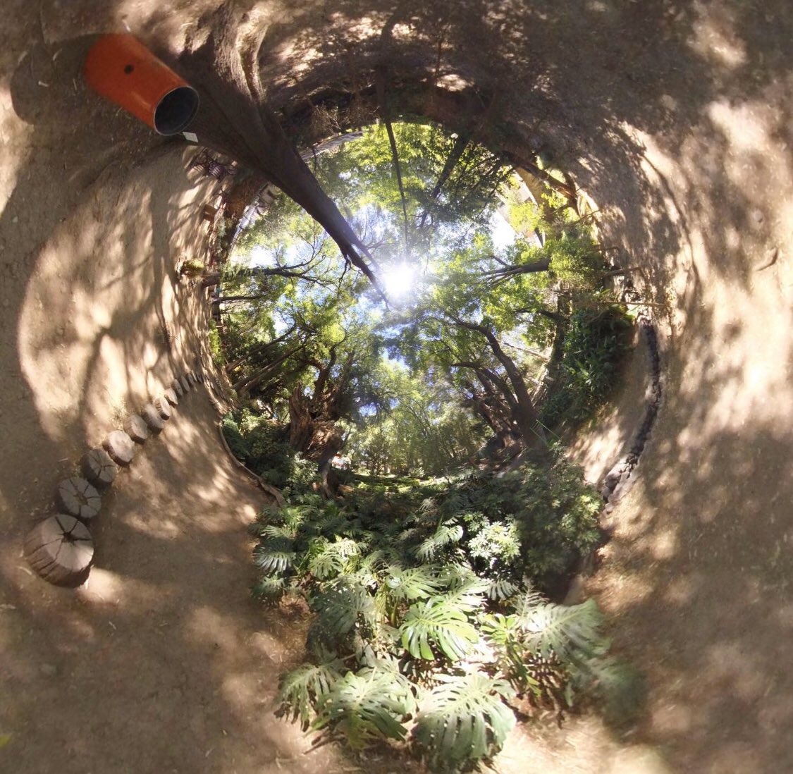 Pixel360Mx's tweet photo. Los Sabinos....! #Insta360 #instamoment #ongooglemaps #pixel360team #littleplanet #google360 #google360tour
#google360view #foto360 #foto360º #Querétaro360 #360photography #360photo #googlestreetview #googlephoto #googlephotographer #huichapan #huichapanhgopueblomágico https://t.co/NdD4n5X9kE