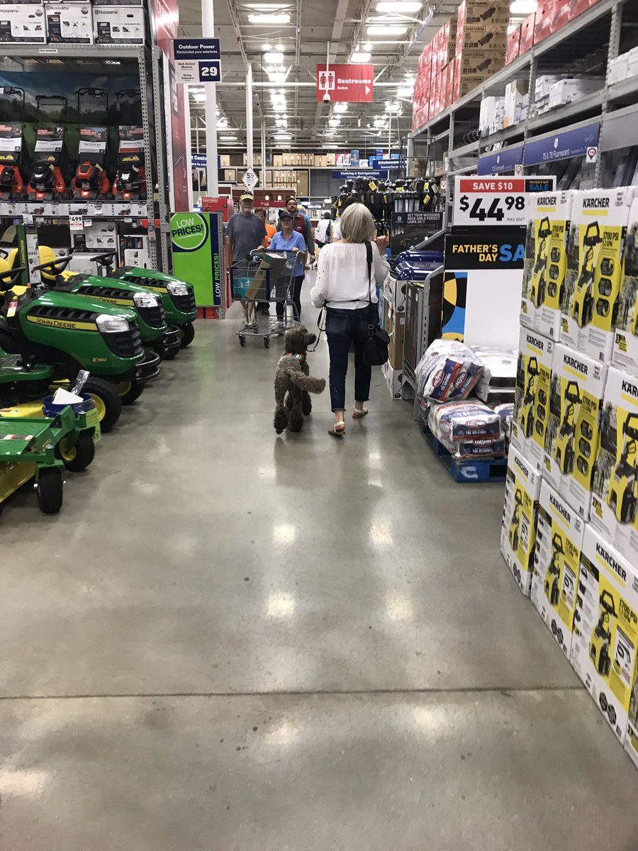 HambrightElem's tweet photo. Training today included a trip to Lowes! #udsservicedogs https://t.co/Vf5aYo9Q3V
