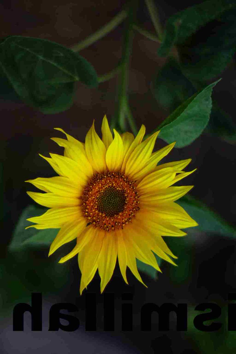 Flower Wallpaper Android