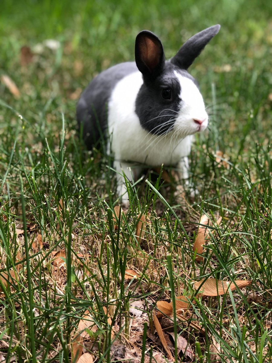 LUntitled's tweet image. Chilln with my boy Foof. Hoppy Tuesday y’all.