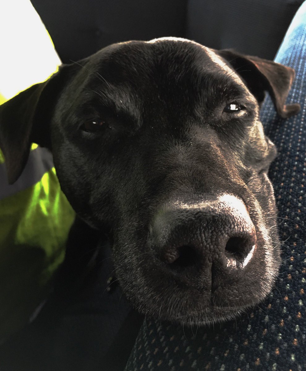 hickman_anna's tweet photo. Great plans afoot and excellent first day in choppy conditions with @OceanEarthUoS Adv Oceanog Fieldwork students aboard @RV_Callista. Thomas dog was glad to be home! https://t.co/jX3UExEN0Q