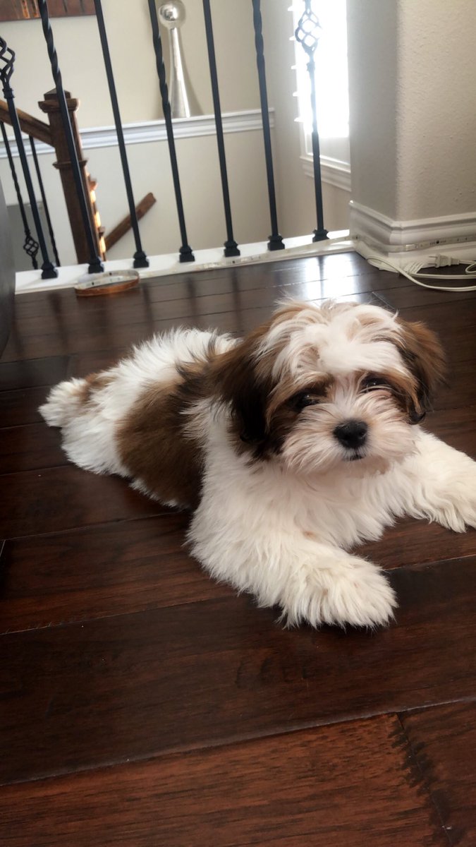 JenniferHsu_'s tweet photo. Say hi to butters :) https://t.co/TzmBxA6vlN