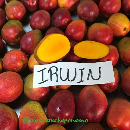 CosechaAgro's tweet image. #AgroCuriosidades 
Plántula del cultivar Lippens que fue polinizada de forma abierta con #Haden.
Buena producción,sabor y resistencia relativa en la enfermedad y color atractivo.
#Irwin 
Se cultiva a escala comercial en  #Japón,  #Taiwán , #Australia 
#Agro #AgroCosechaPanama
