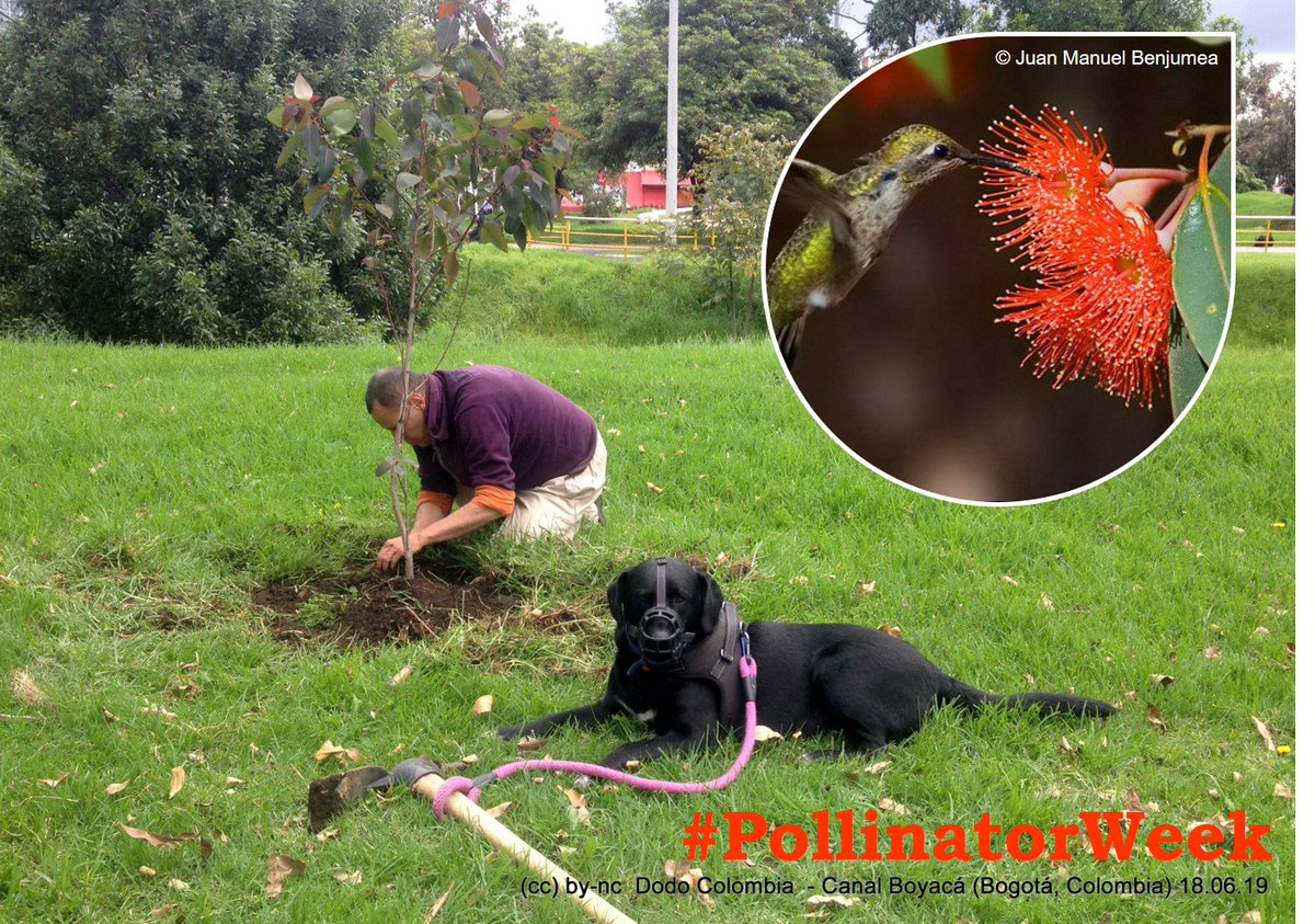 #PollinatorWeek
Hoy hemos sembrado en nuestro querido Canal Boyacá un árbol de (Corymbia ficifolia), una especie muy amigable con los polinizadores y que por su porte a futuro será excelente percha para rapaces
#BiodiversidadUrbana #FaunaSilvestre