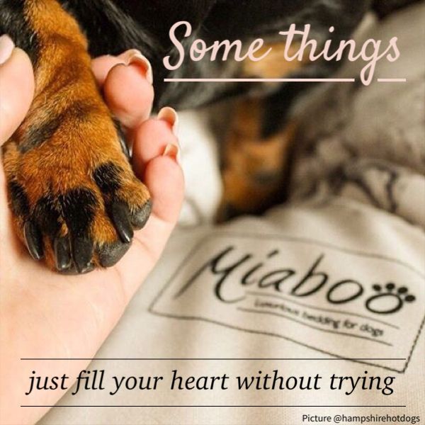 MiabooLtd's tweet photo. Life with a dog is magic..........
#DogsofTwittter #dogsoftwitter #doglovers #SmallBiz #TuesdayThoughts #lovedogs #dogs https://t.co/6772JVbeBn