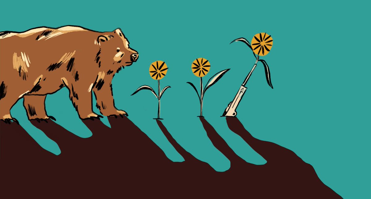 HeadwatersAB's tweet photo. Very exciting!! All six episodes of The Narwhals the Undercurrent detailing the story of Bear 148 are live!
#Bear148 #thenarwhal #podcasts
https://t.co/6S92bpJTgq https://t.co/Zyd1QEZGaM
