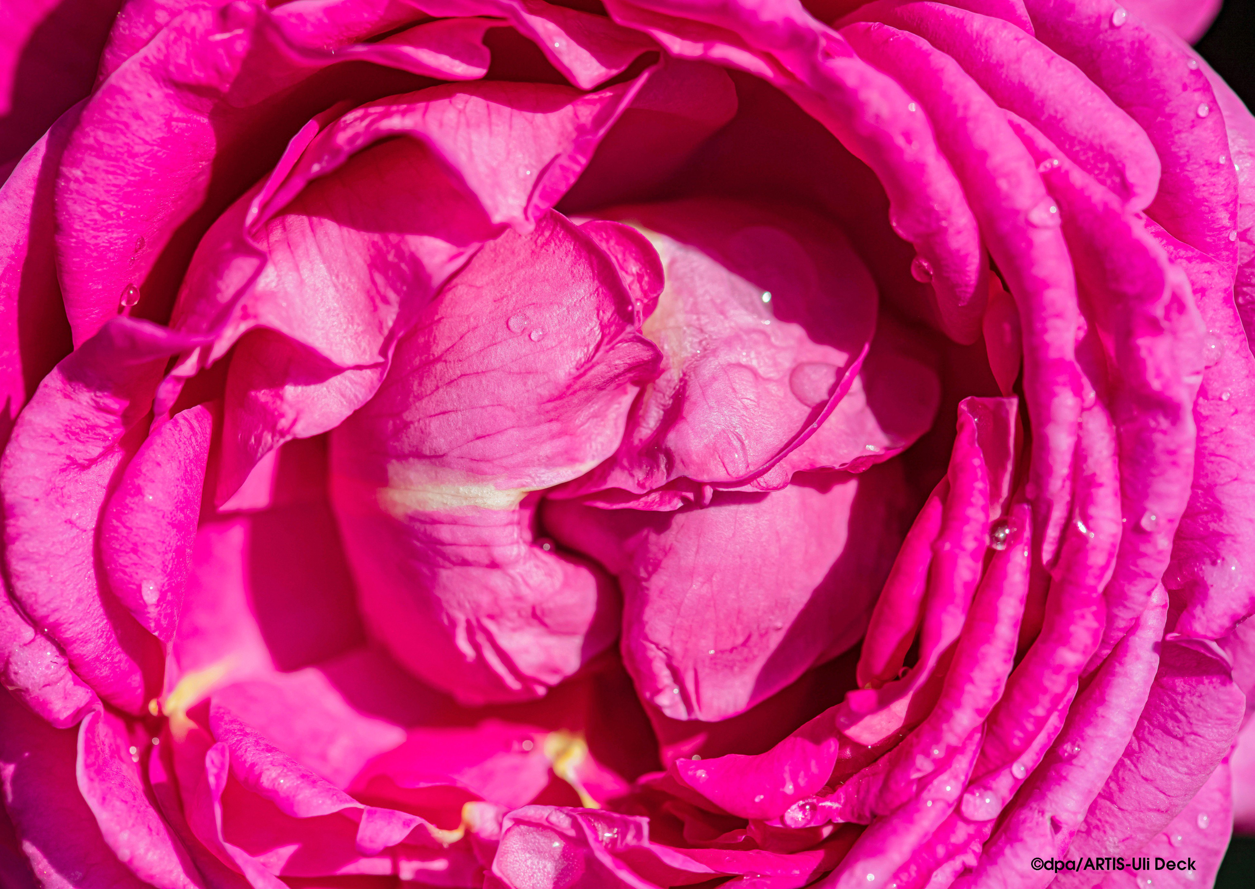 Uli Deck on Twitter: "Die schönste Rose des Jahres 2019 mit dem Namen  Anuschka- Goldene Rose von Baden-Baden, gekürt beim 67. Internationalen  Rosenneuheitenwettbewerb in der Kurstadt. Foto: ©dpa/ARTIS-Uli Deck #rosen#tantau#liebe#duft#rosenkavalier  ...