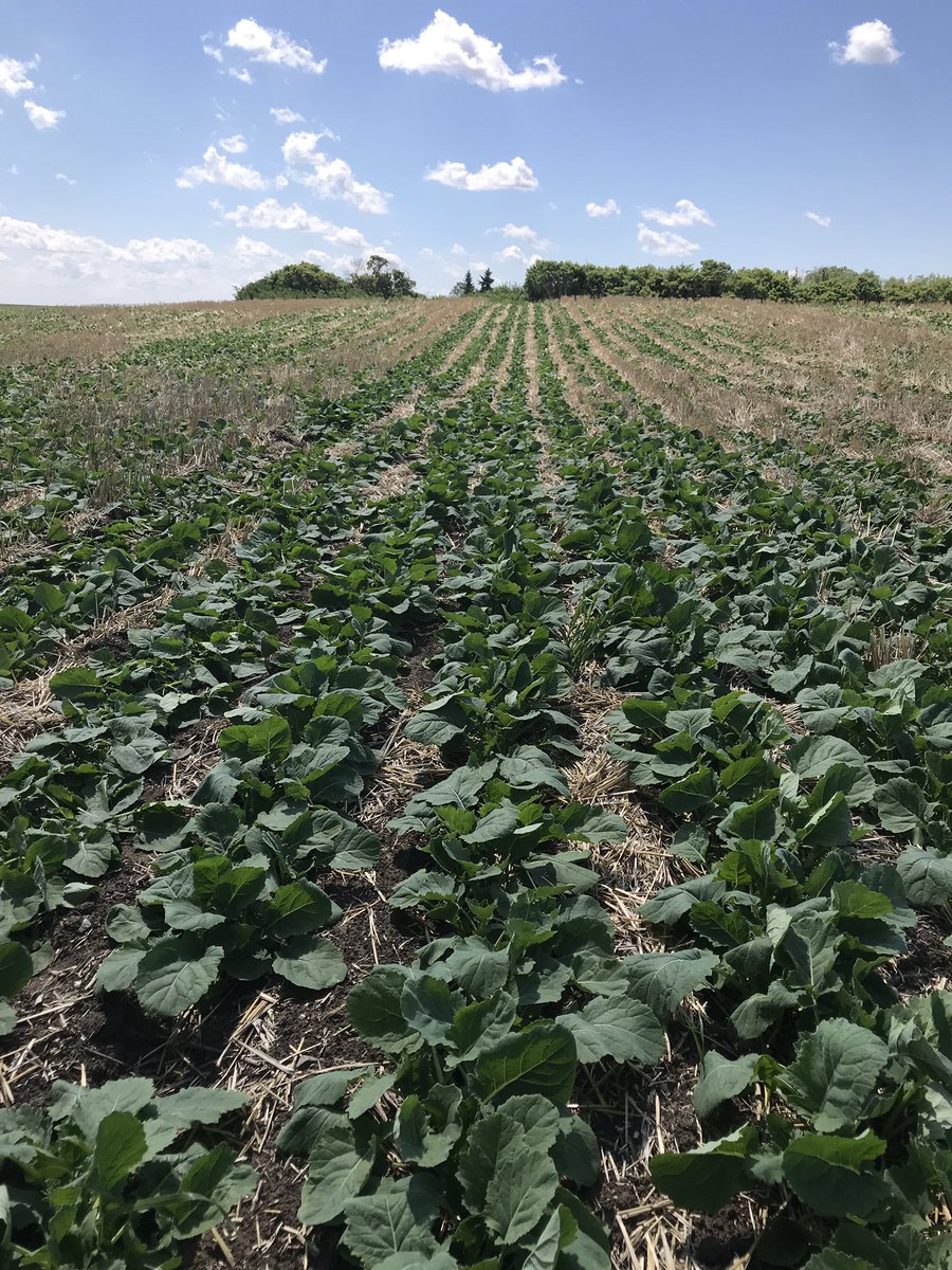 Wheatslayer's tweet image. I can’t bring myself to say my seedmaster is a piece of shit. #SeedMaster #pioneer501L