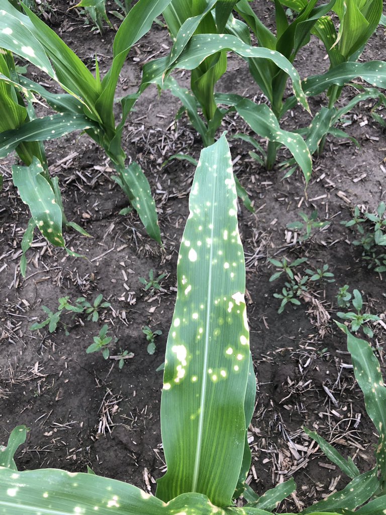 Getting a lot of calls on fields with Holcus Leaf Spot. This bacterial disease can easily be mistaken for herbicide drift. It is rarely yield limiting but looks a bit scary. Visit link below for more info. aganytime.com/Documents/Arti…