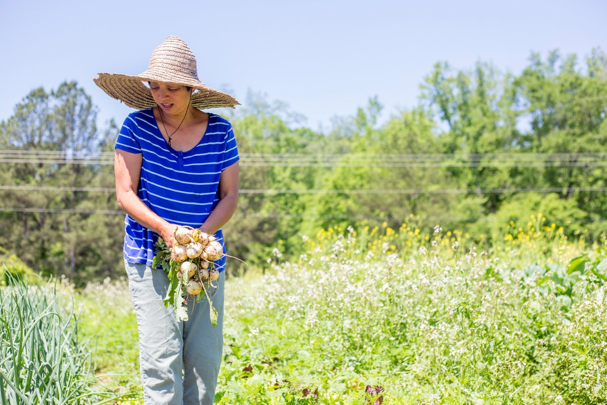 This week in your boxes you'll find zucchini, summer squash and basil from Jody's Farm based in Rutledge, GA. She grows "simple food through simple principles," using permaculture techniques to restore the damages done to the world's resources.