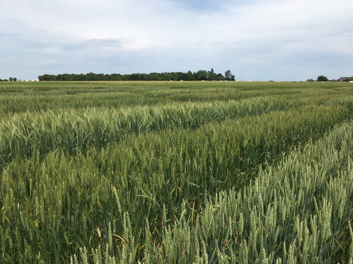 Visite des essais Biocer GRABHN ⁦@ITABinstitut⁩ #AB #blé. Geny et Gwastell a leur avantage <a href="/AGRI_OBTENTIONS/">Agri Obtentions</a>. Un peu de diversité aussi ...