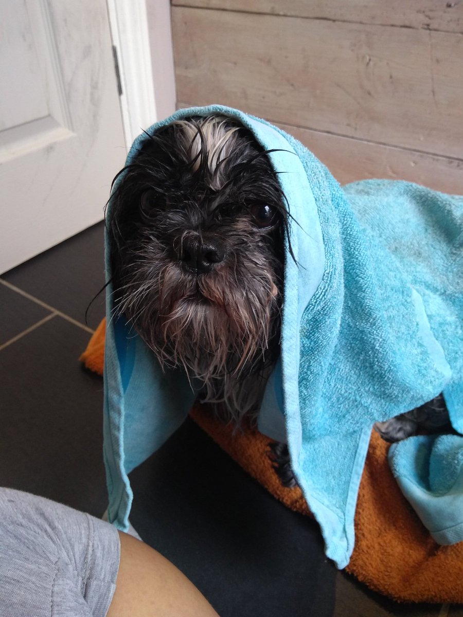 Alfie wan Kenobi 😍 #woofwoof