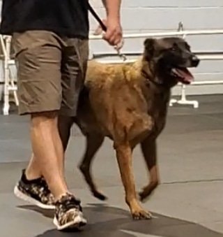 What do retired #K9s do during retirement? Pretty much the same things they did on the job! #K9 Riggs (Ret.) brushing up on his #obedience skills. #belgianmalinois #malinois #maligators #maligatorsofinstagram #policek9training #k9cop #patroldogs  #bombdogs #Harrisburg #LivePD