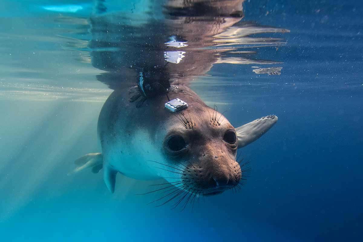 newscientist's tweet photo. Seals consciously reduce blood flow to their blubber before diving https://t.co/kx57zkDvVk https://t.co/iVCWc9EkiJ