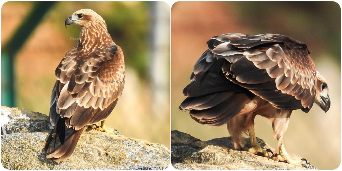 PushkinKM's tweet photo. ಹದ್ದು | Pariah Kite
#pushkinsnaps #pushkinkm #pushkinphotography #pushkinpics #pushkinphotos #PariahKite #kite #birds #nature #bird #feather #birding #birdwatching #birdphotographersofindia #birdphotography #naturelovers #eagle #indianbirds #birdsofindia #hakkipukka https://t.co/3uMXdIOATU