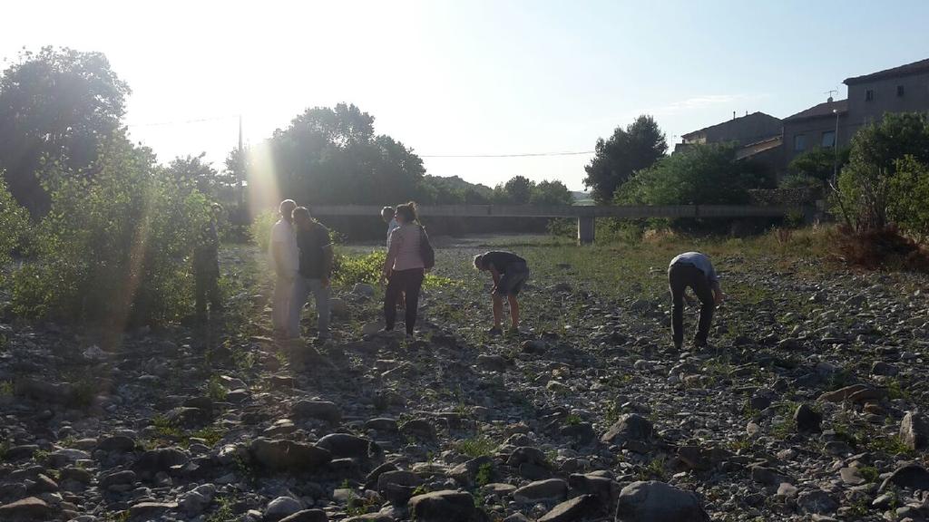 Un petit tour sur le terrain après la conférence. #ambroisie est bien présente à Agel ! Demain C'est chantier d'arrachage. Rdv à 10h00.