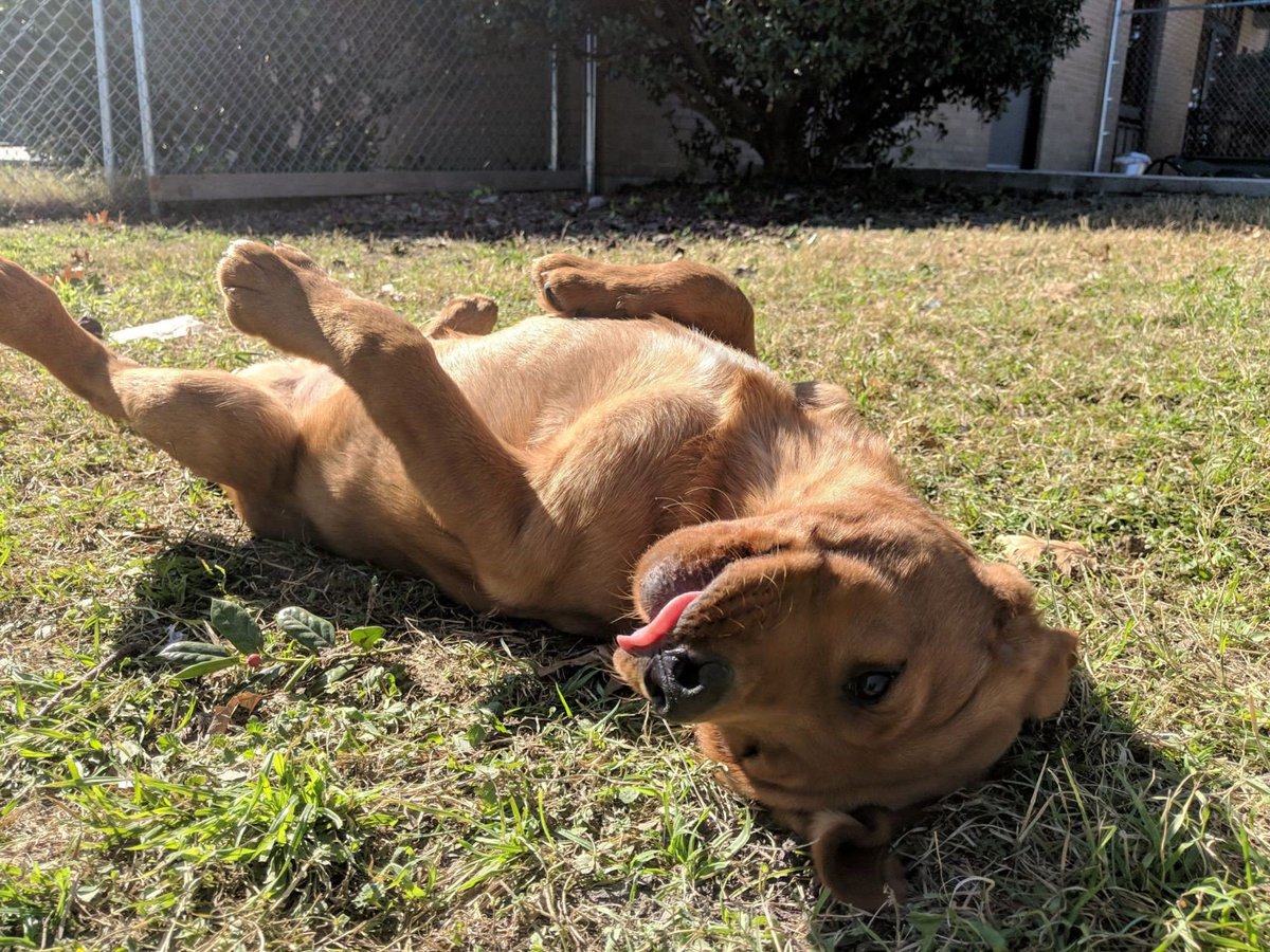 paws4ph's tweet photo. With new puppies coming soon, we couldn't resist looking through old puppy pictures. #PphKyree just loves posing for #TongueOutTuesday ! https://t.co/Bbtp4OfWwU