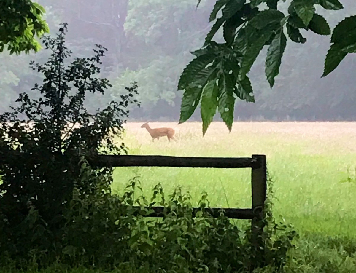 This is a Muntjac, or “barking deer.” Isn’t he cute? Wait...