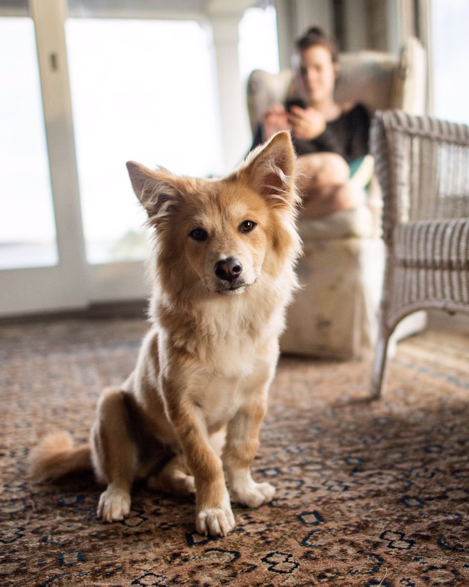 The Dogist On Twitter Simon Corgishiba Inu Mix 7 Mo