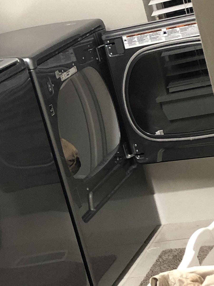 ReeseArnold4's tweet photo. Hey @MaytagBrand my dog thinks your dryer is his dog house, how does this make you feel https://t.co/eEEjpwcyiu