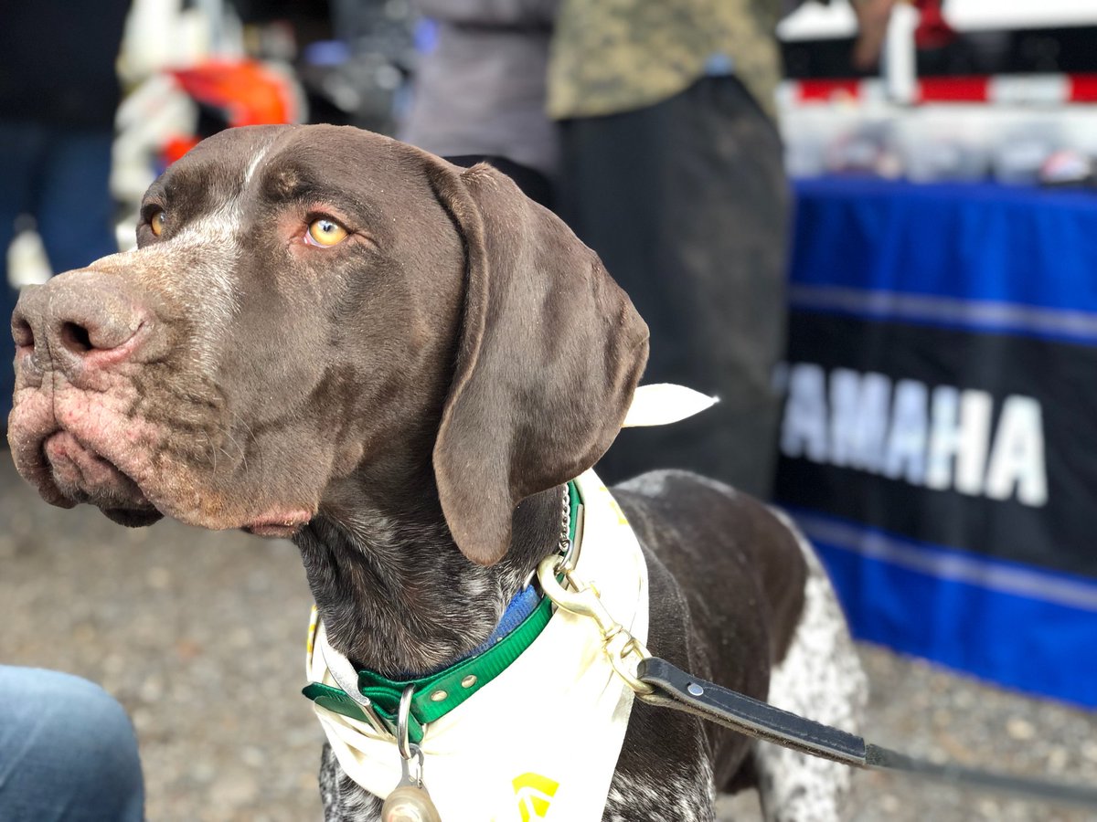 YamahaOutdoors's tweet photo. Judging by the last photo, I don't think this #HappyPooch will be sharing any #Yamaha swag! 😁🐶🐕
.
#REALizeYourAdventure #DogsOfTwitter #Dog #Doggy #DogGoneGood #HappyDog #SitBooBooSit #GoodDog #YamaDog https://t.co/af7CMPoN3B