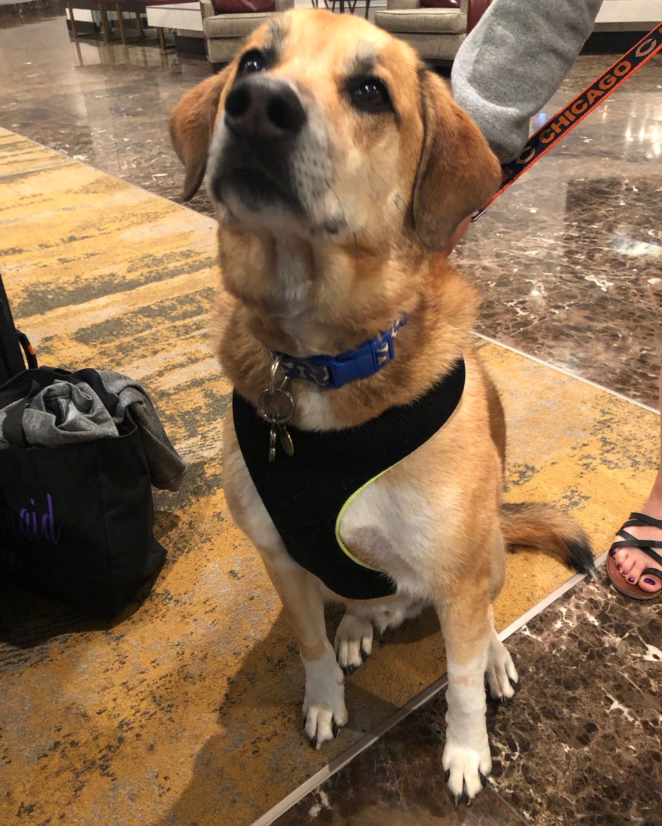 DoubletreeDen's tweet photo. Meet Vinny the lab! Vinny is this weeks #DogOfDoubleTree. Traveling with your pets make the trip so much better. https://t.co/rlOOr3XaYF