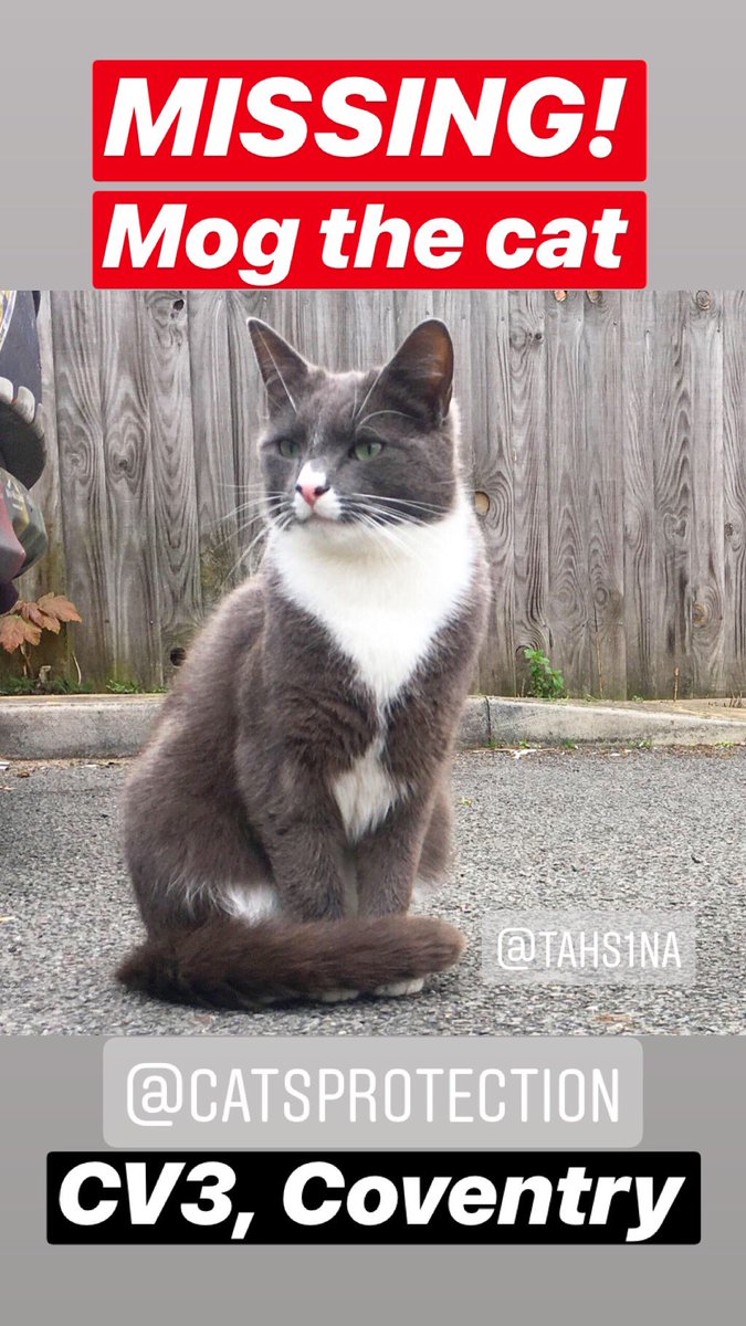 Popbangcolour's tweet photo. 🚨MISSING!🚨

Our cat ‘MOG’ has not come home for over 24 hours, it’s very unlike him. 

He’s mircochipped, neutered &amp; very friendly. CV3 / Binley area of #Coventry, West Midlands. He is 1.5 years old. Grey &amp; white.

Please RT &amp; share, we’re missing him a lot 🐈 https://t.co/jW1fi6lMx0
