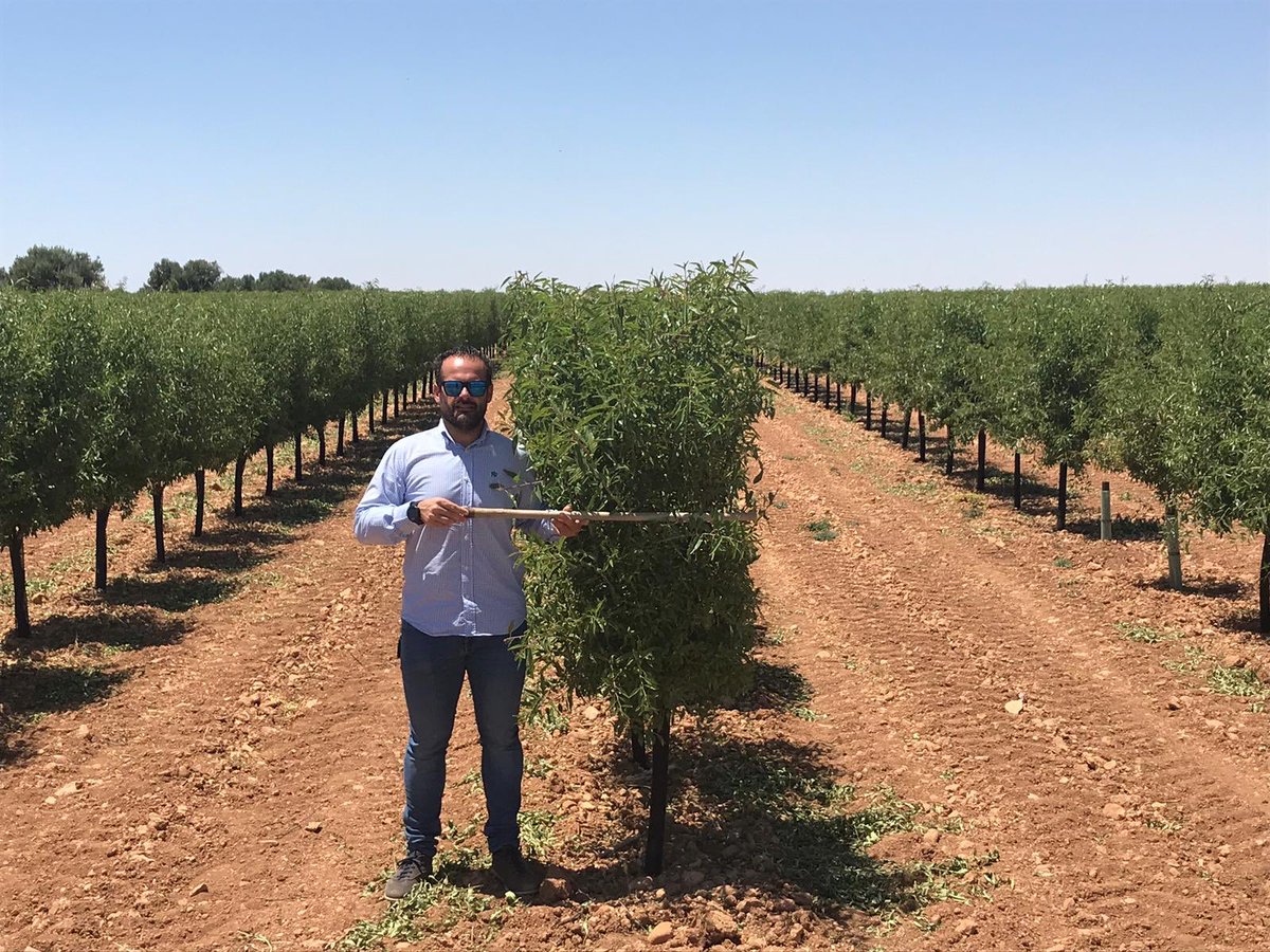 Agromillora_'s tweet photo. Soleta autoenraizada en Villarrobledo. Un nuevo tipo de planta para un cultivo en SECANO Y EN SETO.
La eficiencia del SETO en el uso del agua hace que en estas situaciones de escasez hídrica este tipo de cultivo presente mayor sentido aún que en regadío.
#reinventamoslossecanos https://t.co/eAYqvOVjM0