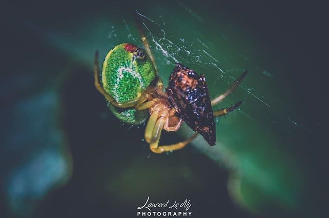 ChooksTwo's tweet photo. Enjoy your meal ๐ธ๐ธ๐ท๐ฒ Macro photo with my new watermark ๐
.
.
.
.
.
#macrophoto #macrophotographies #macro #wild #wildlife #picoftheday #photooftheday #instapic #photography๐ท #photographer #igersfrance #igersnantes #igersmacro #spider #insect https://t.co/MxKjIbyivT https://t.co/ujQKVmqrnK