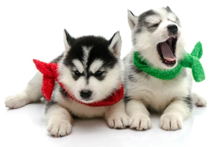 Gordon MacIntyre tweet media