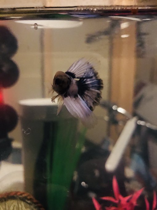 I want everyone to meet Jeffree the half-moon betta, named for @JeffreeStar  He&rsquo;s already making himself<a href="/tag/polishmountain"class="tags"><span>#polishmountain</span></a>