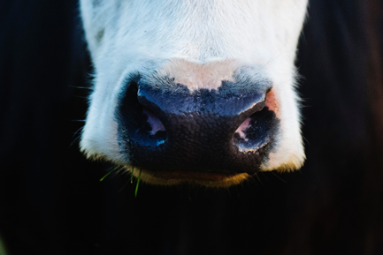 Americandairyco's tweet photo. Support for #USMCA is widespread across the American Dairy Industry. @nmpf, @USDairyExporter &amp; @dairydfa shared these sentiments of support in a letter to Congress: https://t.co/Y3DMErjYtK https://t.co/CRALqopw1I
