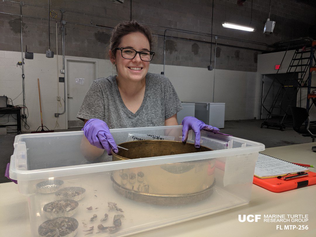erin_seney's tweet photo. Less fun than yesterday, but a group of #seaurchins can be called a vagrant. A group counted from #AristotlesLantern bits in a #loggerhead gut sample is called a headache! #UCFTurtleLab volunteer Sam helped w/ our 10+ hr sort of the urchin/crab/snail-filled sample. #SmellyScience https://t.co/HzV4pE3zfB